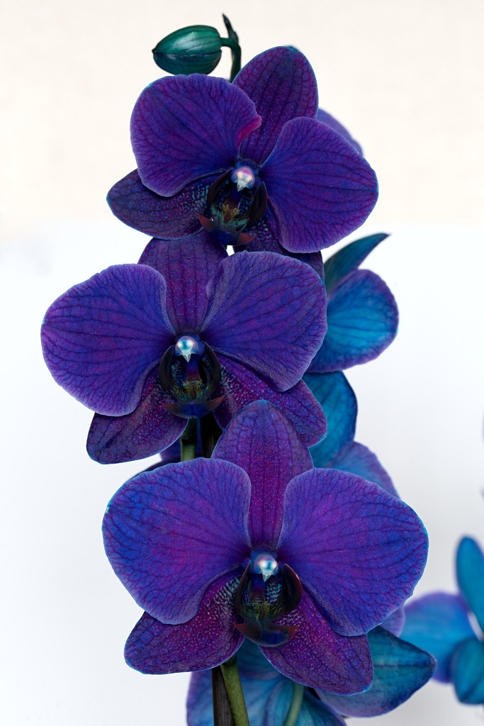 orchideeën orchidee orchideeen hdr bloem Orchidaceae natuur flora bloemen orchis sierbloem sierplant phalaenopsis orchidaceae